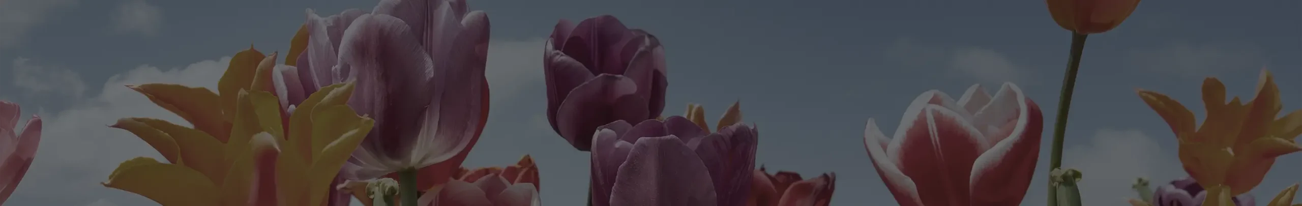 Mother's Day at the Renaissance Day Spa 